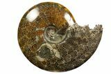 Polished, Agatized Ammonite (Cleoniceras) - Madagascar #138563-1